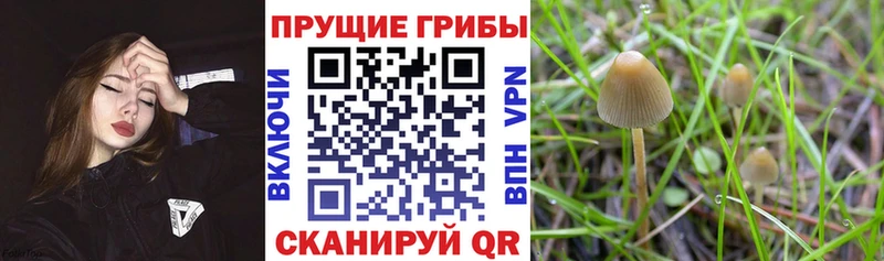 Псилоцибиновые грибы GOLDEN TEACHER  Купить где  Егорьевск 